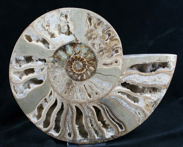 Beautiful Choffaticeras Ammonite - Half #7576